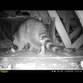 Georgia Wildlife Removal - Raccoon caught in the attic - Pest Control Near Me - Canton, Georgia Georgia Wildlife Removal - Raccoon caught in the attic - Pest Control Near Me - Canton, Georgia