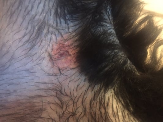 Groomingdale's Pet Parlor