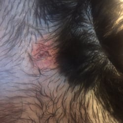 Groomingdale's Pet Parlor - Her wound from the clippers