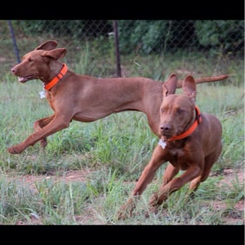 Canine Concierge And Equine - Lots of running around - Pet Sitting Near Me - Palmyra, Virginia Canine Concierge And Equine - Lots of running around - Pet Sitting Near Me - Palmyra, Virginia