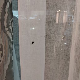 Roach on the curtains that my friend killed while I ran away Roach on the curtains that my friend killed while I ran away