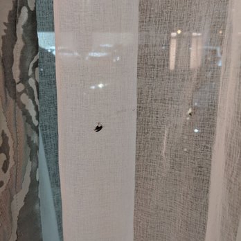Hampton Inn Los Angeles/Arcadia/Pasadena - Roach on the curtains that my friend killed while I ran away - Hotels Near Me - Arcadia, California Hampton Inn Los Angeles/Arcadia/Pasadena - Roach on the curtains that my friend killed while I ran away - Hotels Near Me - Arcadia, California