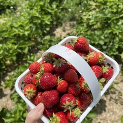 Downey's Farm Market - 07/08/2023 - very sweet berries but very small and scarce. You will need to work hard to find enough for a small basket.