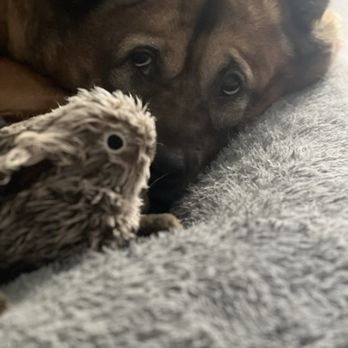 Rocklin Ranch Veterinary Hospital - Castiel and her bunny - Veterinarians Near Me - Rocklin, California