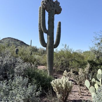 Desert Botanical Garden - Botanical Gardens Near Me - Phoenix, Arizona