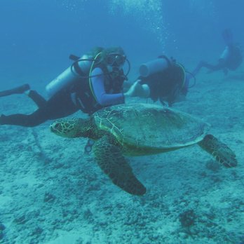 Reef Pirates Diving - We saw so many turtles! - Scuba Diving Near Me - Honolulu, Hawaii Reef Pirates Diving - We saw so many turtles! - Scuba Diving Near Me - Honolulu, Hawaii