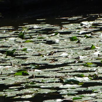 Alfred Caldwell Lily Pool - Parks Near Me - Chicago, Illinois