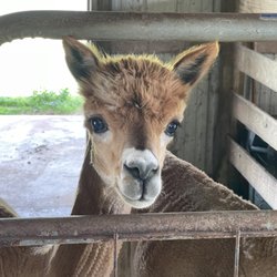 Alpacawaka Barn & Pastures
