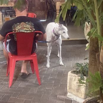 Yellow Dog Eats - Sandwiches Near Me - Windermere, Florida