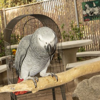 Free Flight - Animal Shelters Near Me - Del Mar, California