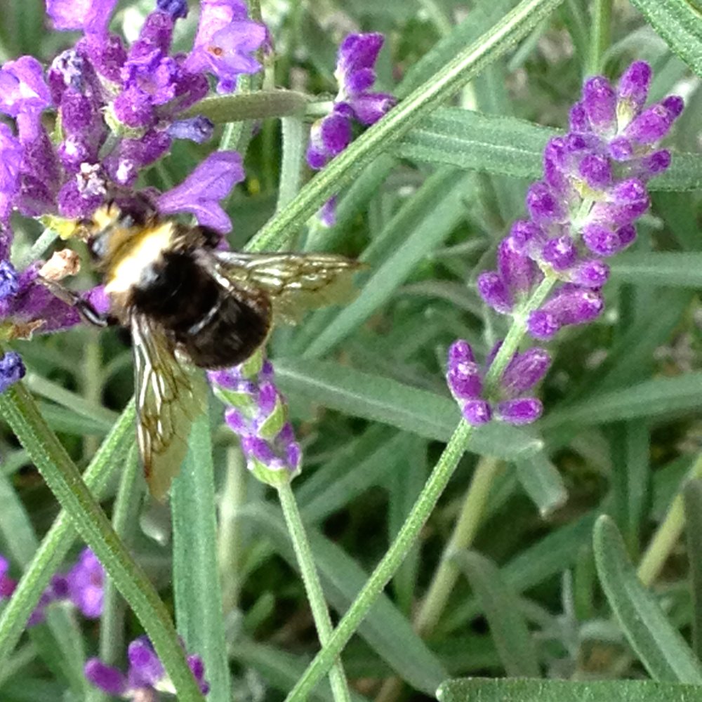 Country Garden - This bee loved the lavender from Minters! - Nurseries & Gardening Near Me - Chilliwack, British Columbia Country Garden - This bee loved the lavender from Minters! - Nurseries & Gardening Near Me - Chilliwack, British Columbia