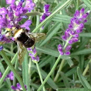 Country Garden - This bee loved the lavender from Minters! - Nurseries & Gardening Near Me - Chilliwack, British Columbia