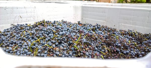 Bodega Lagarde by null