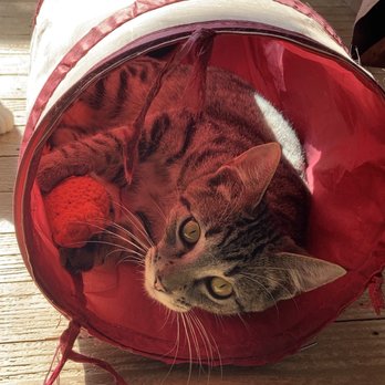 Give Purrs a Chance - Pet Adoption Near Me - Berkeley Springs, West Virginia Give Purrs a Chance - Pet Adoption Near Me - Berkeley Springs, West Virginia