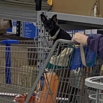 Walmart Supercenter - A chihuahua in a cart where you put food. hope you like dog hair in your food - Department Stores Near Me - Manteca, California