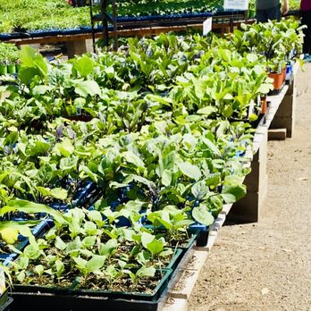 Walter Andersen Nursery - Love the variety of vegetables and herbs. - Nurseries & Gardening Near Me - Poway, California Walter Andersen Nursery - Love the variety of vegetables and herbs. - Nurseries & Gardening Near Me - Poway, California