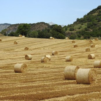 Beem Farm - straw for sale - Farms Near Me - Palmyra, Maine Beem Farm - straw for sale - Farms Near Me - Palmyra, Maine