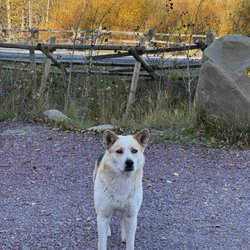 Kyiyo Bakery & Mercantile - Sweet friendly dog that roams the property. He adds extra charm