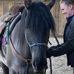 Hallcrest Farms - Erika is a wonderful trainer - here she's starting a Kiger
