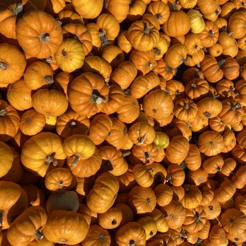 Bob's Vegetable Stand & Pumpkin Farm - Pumpkin Patches Near Me - Half Moon Bay, California Bob's Vegetable Stand & Pumpkin Farm - Pumpkin Patches Near Me - Half Moon Bay, California