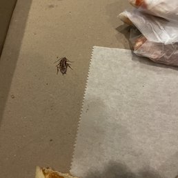 Roach in pizza box. Roach in pizza box.
