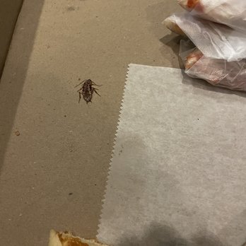 Namoli's NY Pizzeria - Roach in pizza box. - Pizza Near Me - Apex, North Carolina Namoli's NY Pizzeria - Roach in pizza box. - Pizza Near Me - Apex, North Carolina