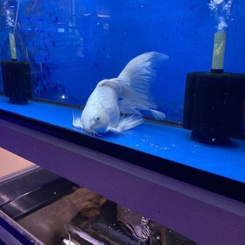 Aquarium City - Aquarium Services Near Me - Canoga Park, California