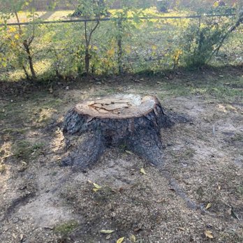 The Stump Guy - Tree Services Near Me The Stump Guy - Tree Services Near Me