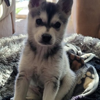 Kika's Klee Kai Huskies in Miniature - Loki - Pet Breeders Near Me - Riverside, California Kika's Klee Kai Huskies in Miniature - Loki - Pet Breeders Near Me - Riverside, California