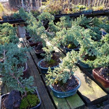 Maruyama Bonsai Nursery - Nurseries & Gardening Near Me - Sacramento, California