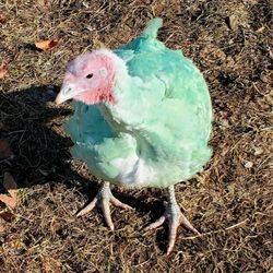 Gozzi's Turkey Farms