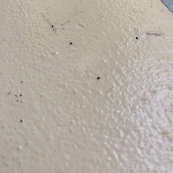 Amber Ridge Apartments - Termite Droppings as proof of Termite and Carpet Beetle Infestations in the complex - Apartments Near Me - La Verne, California