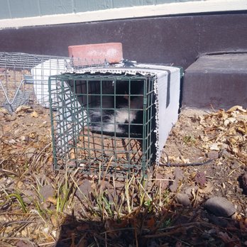 All Mountain States Pest Control - Caught! Skunk #2 - Pest Control Near Me - Denver, Colorado All Mountain States Pest Control - Caught! Skunk #2 - Pest Control Near Me - Denver, Colorado