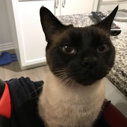 404 veterinary hospital