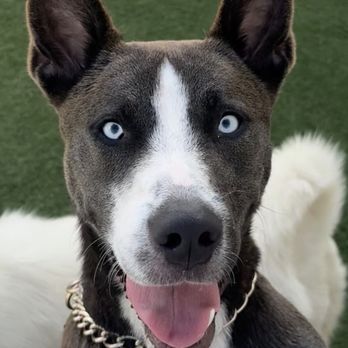 Red Rover Pet Resort - Pet Boarding Near Me - Milpitas, California
