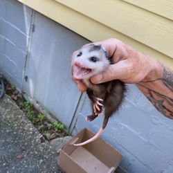 BigHeart Wildlife Removal