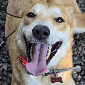 Doza’s Dogs - All-Smile after every class!! - Pet Sitting Near Me Doza’s Dogs - All-Smile after every class!! - Pet Sitting Near Me