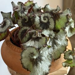 Gus & Bloom - Rex begonia in a vintage Terra cotta pot.