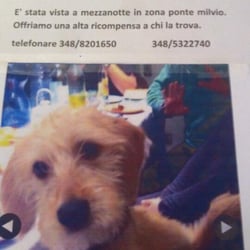 Veterinario Dr. Luongo - Urgente smarrito cane