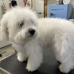 Joys of Grooming - Bella before