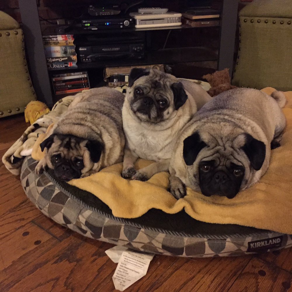 WAGNTAILS DOG CLUB Updated September 2024 40 Photos 315 Dogwood