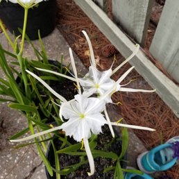Mangrove Spider Lily from Sweet Bay Nursery. Mangrove Spider Lily from Sweet Bay Nursery.