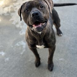 Timberlane Kennels