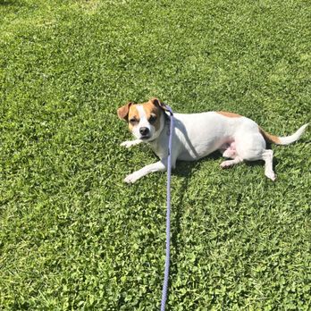 First Instinct Dog Training - Pet Training Near Me First Instinct Dog Training - Pet Training Near Me