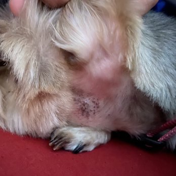 The Pink Paws - They left a bad cut on my dog under her ears :( - Pet Groomers Near Me - Houston, Texas The Pink Paws - They left a bad cut on my dog under her ears :( - Pet Groomers Near Me - Houston, Texas