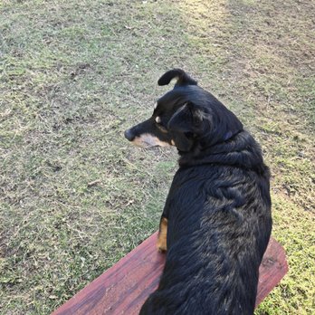 Tails and Ales - Dog Parks Near Me - Tulsa, Oklahoma Tails and Ales - Dog Parks Near Me - Tulsa, Oklahoma
