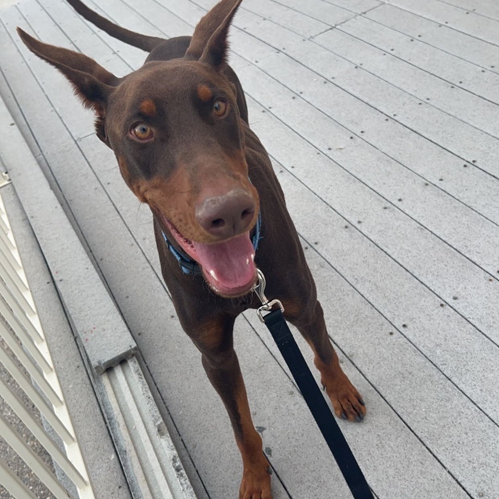 Doggy Stylez - Happy Boy, Lucas :) - Pet Groomers Near Me - Tucson, Arizona Doggy Stylez - Happy Boy, Lucas :) - Pet Groomers Near Me - Tucson, Arizona
