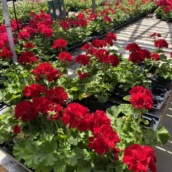 AJ Rahn Greenhouses - Geraniums (deep red) - Nurseries & Gardening Near Me - Cincinnati, Ohio AJ Rahn Greenhouses - Geraniums (deep red) - Nurseries & Gardening Near Me - Cincinnati, Ohio