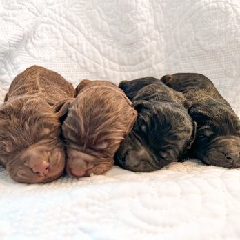 White Oak Doodles - F1 Labradoodle puppies - Pet Breeders Near Me White Oak Doodles - F1 Labradoodle puppies - Pet Breeders Near Me