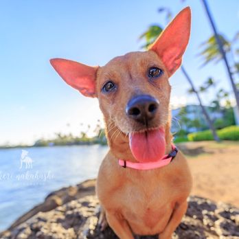 Keri Nakahashi Photography - Pet Photography Near Me